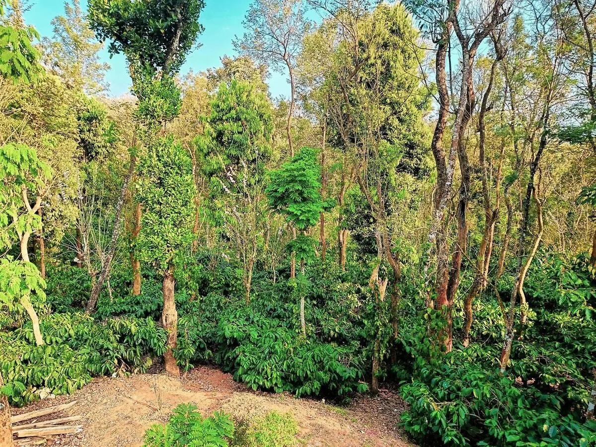 Thirunelly Coffee View Holiday Homes הודו