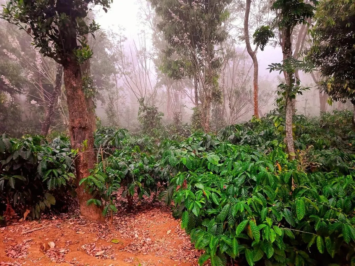 Thirunelly Coffee View Holiday Homes 0*,  הודו