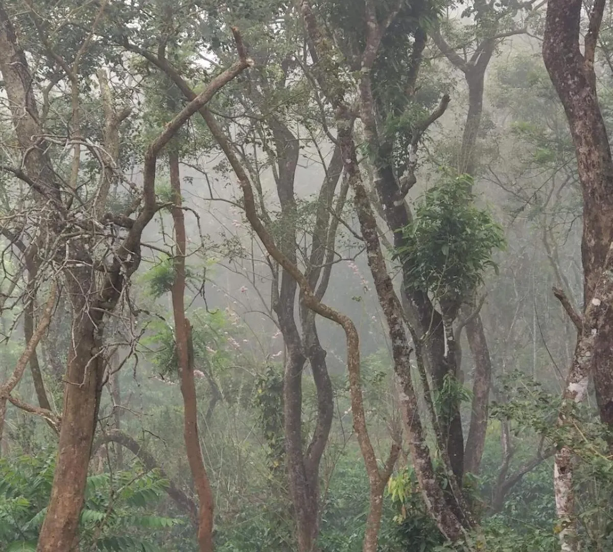 Thirunelly Coffee View Holiday Homes