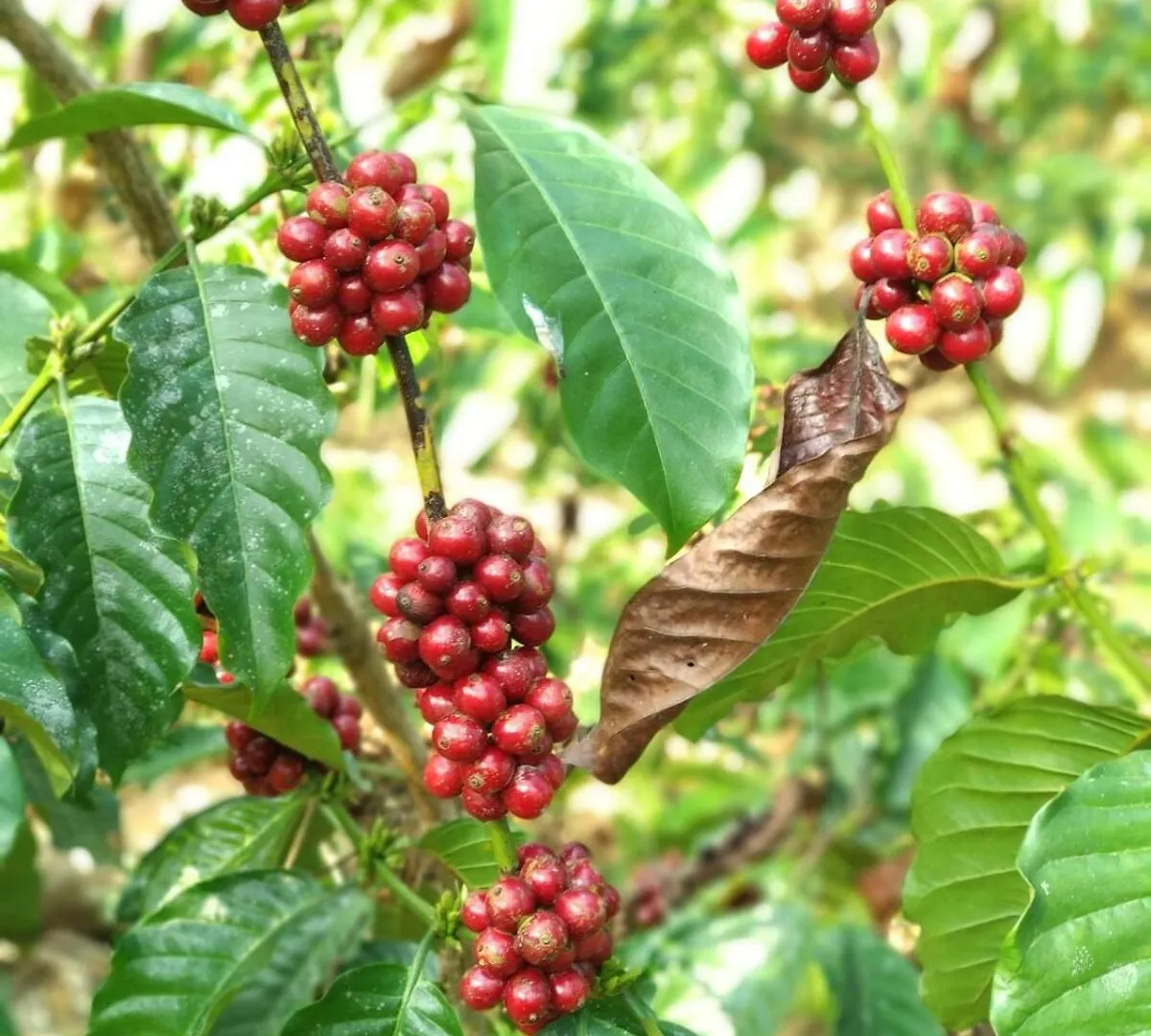 Thirunelly Coffee View Holiday Homes 0*,  הודו